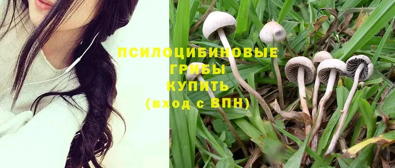 Галлюциногенные грибы Cubensis  Елабуга 